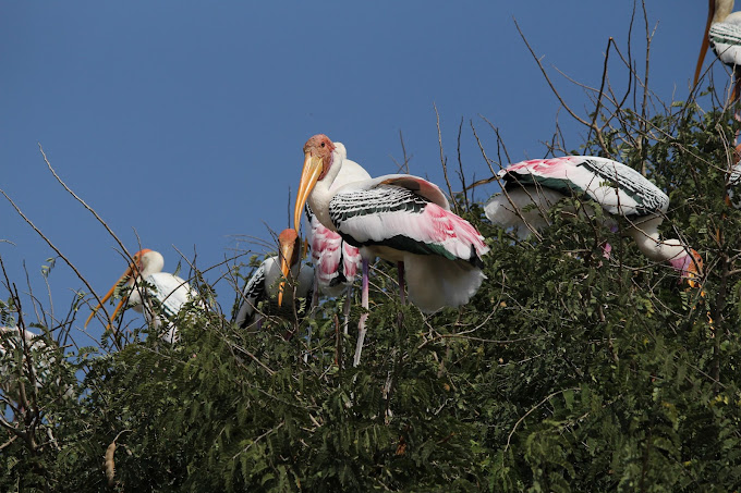 Kokkare Bellur Bird Sanctuary