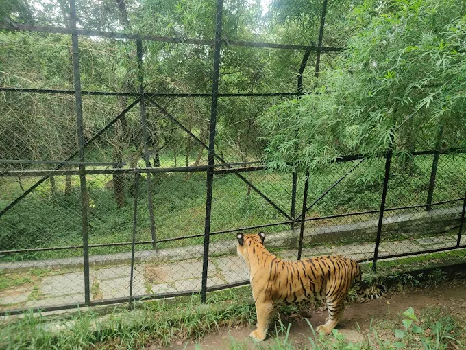 Bannerghatta Zoo
