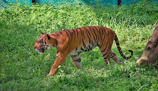 Bannerghatta National Park